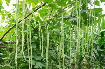 2024年豇豆病蟲害綠色防控技術(shù)方案