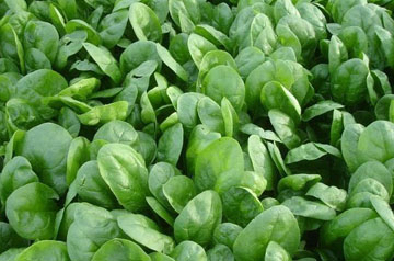 南方春季蔬菜生產(chǎn)管理技術(shù)指導(dǎo)意見