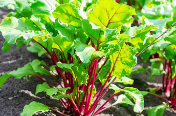 2024年甜菜春季生產(chǎn)技術(shù)指導(dǎo)意見