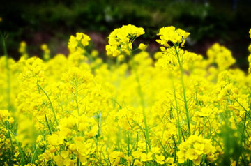 豐收不到手、田管不停歇 2024年冬油菜面積穩(wěn)中有增 長勢好于預(yù)期