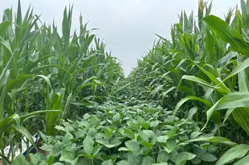 2024年大豆玉米帶狀復(fù)合種植田雜草防治技術(shù)指導(dǎo)意見