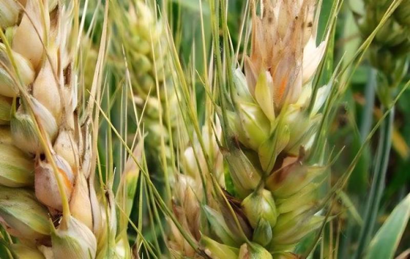 小麥赤霉病總體呈偏重發(fā)生趨勢 專家建議堅持至少兩遍防控不動搖