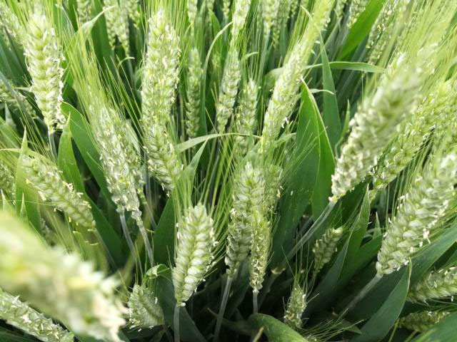 河南小麥揚花期苗情向好 科技助力產(chǎn)糧大省扛穩(wěn)糧食安全重任