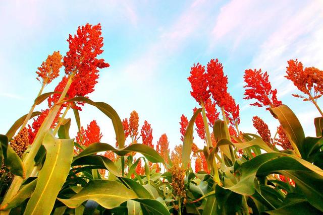 2024年高粱生產(chǎn)技術(shù)指導(dǎo)意見