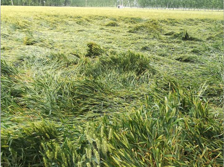 小麥倒伏后，怎么辦比較好