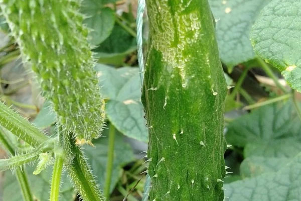 無刺小黃瓜薊馬發(fā)生嚴重，怎樣防治比較好