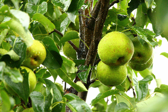 錦豐梨種植管理技術