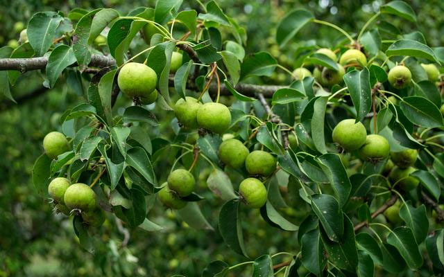 核桃樹(shù)五月份管理方案