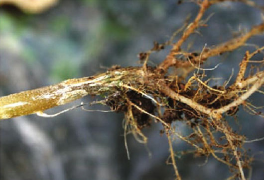 蔬菜根腐病危害大，治養(yǎng)結(jié)合效果好