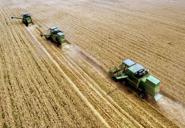 小麥?zhǔn)斋@遇到陰雨天該怎么辦，收獲后如何儲藏？