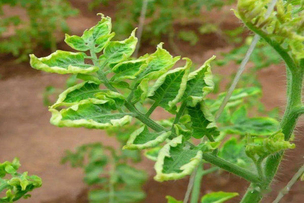 西紅柿卷葉怎么辦？分清癥狀再防治