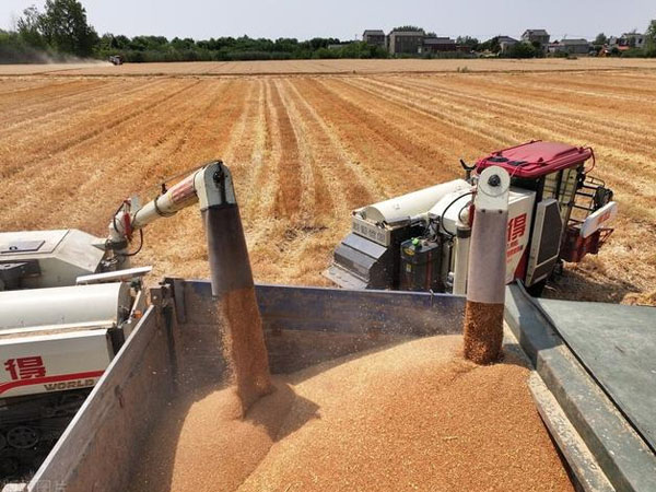 各級(jí)儲(chǔ)備收購(gòu)陸續(xù)啟動(dòng)，新麥價(jià)格有望穩(wěn)定在合理區(qū)間