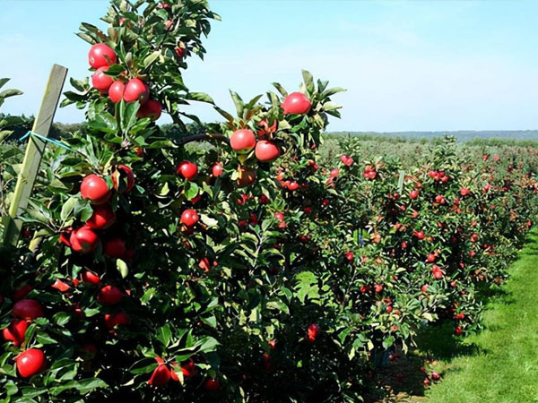 夏季蘋果園易發(fā)病蟲害加強管理早預防