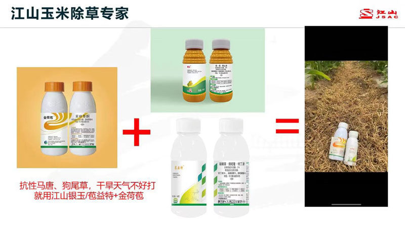 天氣干旱 玉米田超好用的除草劑方案推薦！除草干凈，不傷苗！