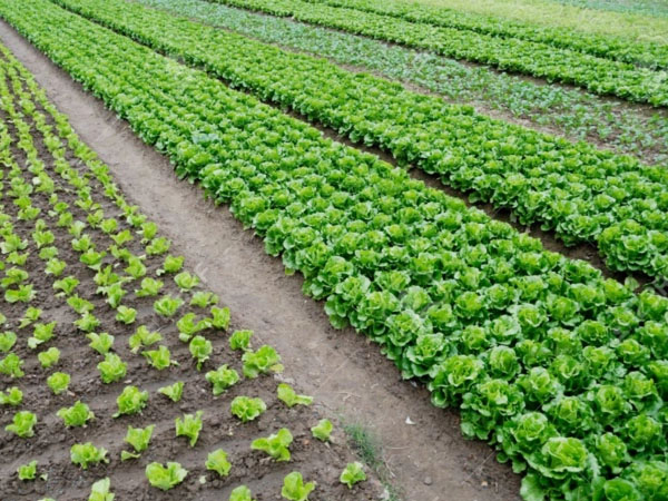 梅雨期拎穩(wěn)“菜籃子” 蔬菜生產(chǎn)指南來了!