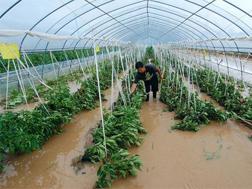 夏季雷雨天氣多 棚室防雨措施要跟上