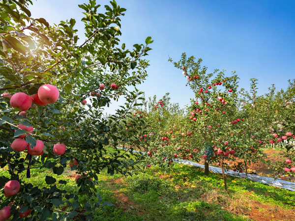 七月份蘋果園應(yīng)該怎么管