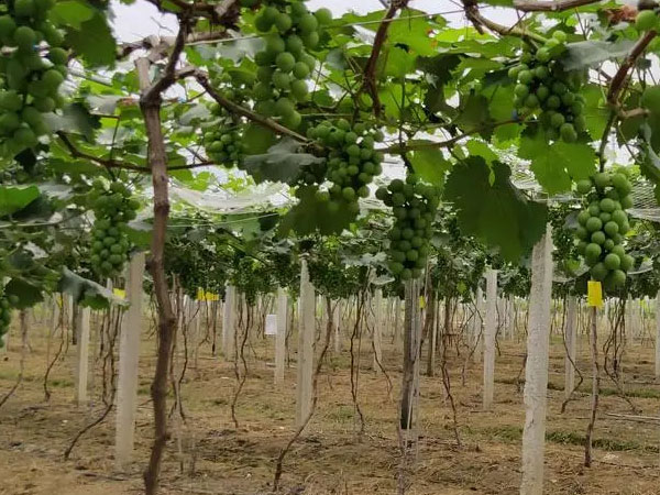 果農(nóng)應(yīng)當(dāng)如何應(yīng)對(duì)暴雨漬澇災(zāi)害？易引起爛根死根要及時(shí)排水清淤