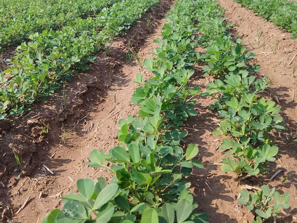 花生種植過(guò)程中主要病蟲(chóng)害防治措施 花生種植過(guò)程中主要病蟲(chóng)害防治措施