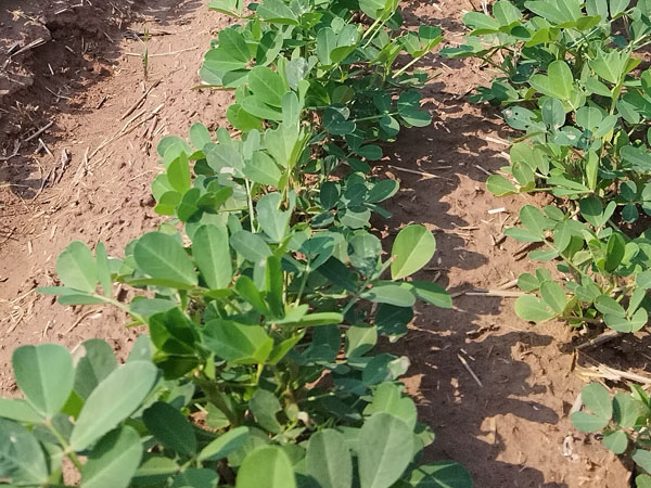 花生生長中后期病蟲害有哪些 怎么防治 花生生長中后期病蟲害有哪些 怎么防治