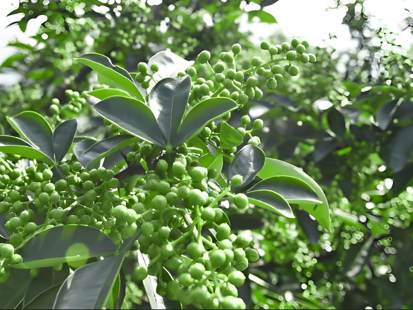花椒采摘前管理技術(shù) 花椒采摘前管理技術(shù)