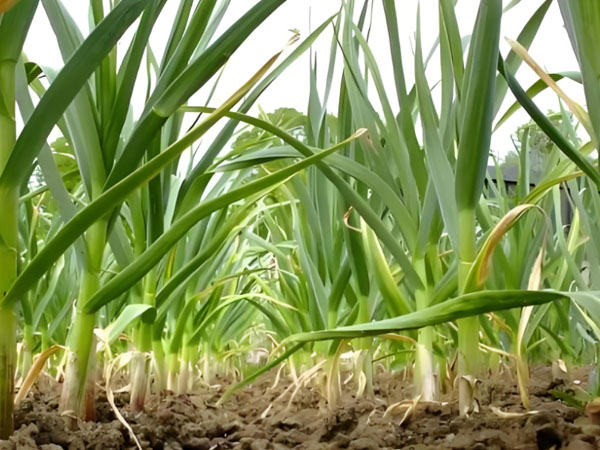 大蒜重茬減產(chǎn)的防治技術(shù) 大蒜重茬減產(chǎn)的防治技術(shù)