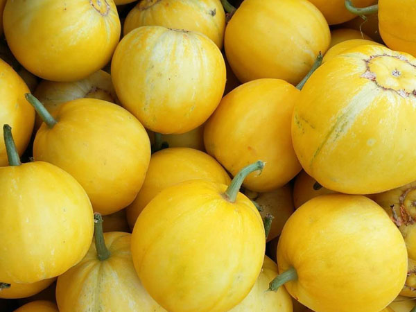 甜瓜落花落果的原因及預(yù)防