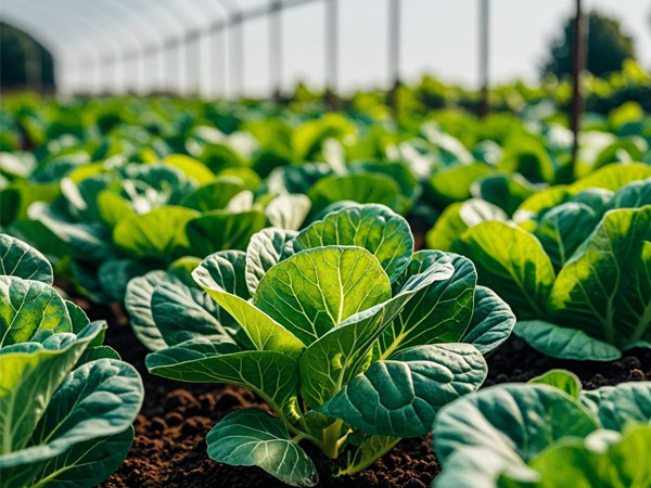 八月高溫加高濕 大棚蔬菜管理抓六點(diǎn)