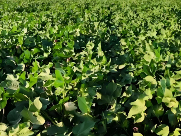 棉花秋后咋管理