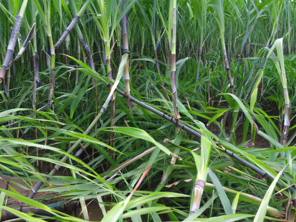 甘蔗臺風災后恢復生產技術指導意見