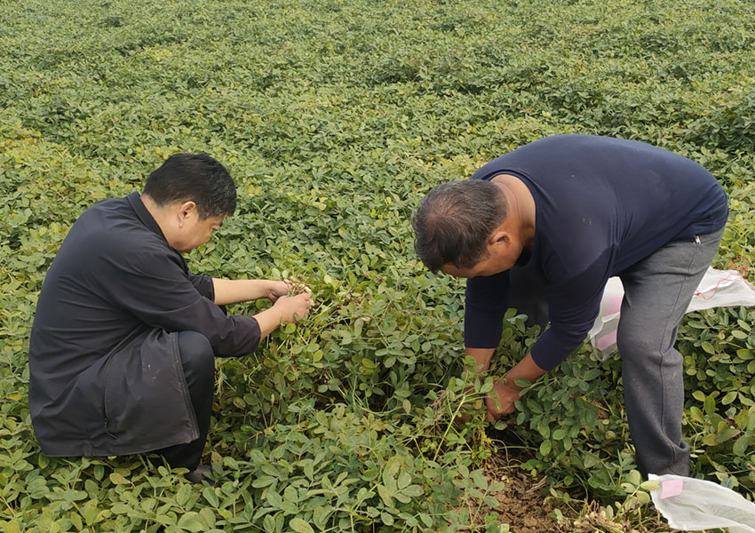 2024年10月8日西平縣花生兩提兩調(diào)試驗田測產(chǎn)取土