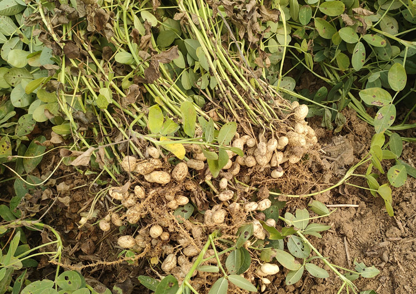 2024年10月8日西平縣花生兩提兩調(diào)試驗田測產(chǎn)取土